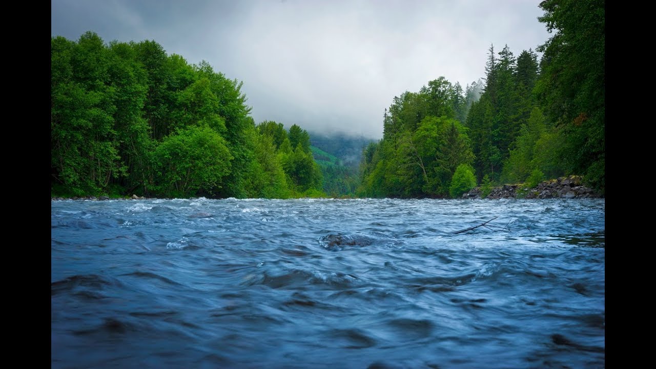 Water And Forests YouTube