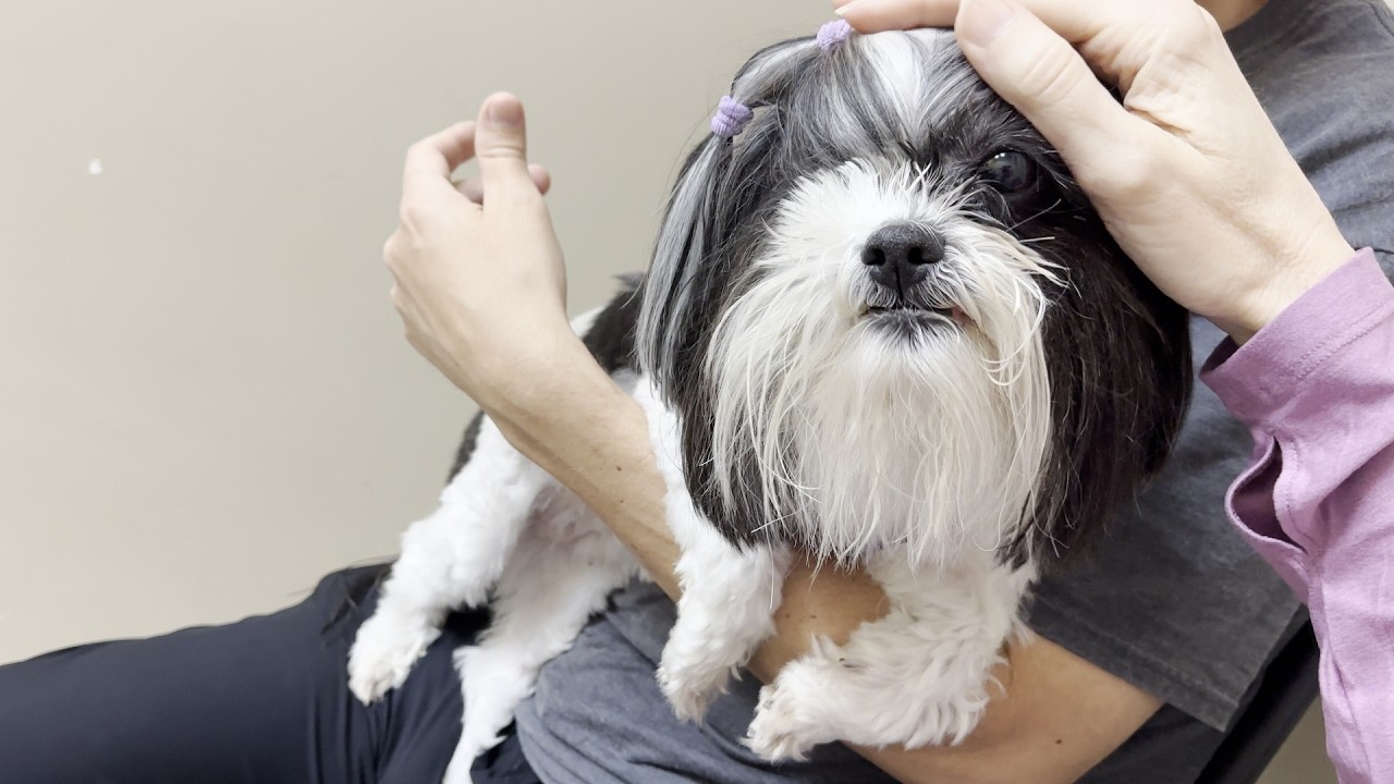 Nervous Shih Tzu Goes To The Vet!