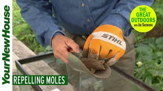 Mole Control - The Great Outdoors