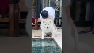 เด็กๆน้องเคยตกสระ💦 After months of training, swimming still not his thing🤣 #ซามอยด์ #samoyed #dog