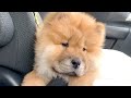 注射を打たれて泣きそうなチャウチャウがかわいい【子犬】