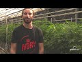 La fusion de phytocann et ivory vous prsente le processus de production de la dinamed kush