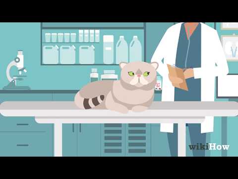 Video: Pisicile pot fi deparazitate?