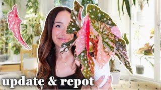 pink variegated begonia maculata, 7 weeks update🩷 | it won't stop growing