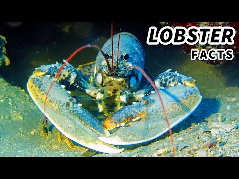 Video: What Are Lobsters