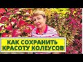 КОЛЕУС как сохранить красивые цветы на следующий год