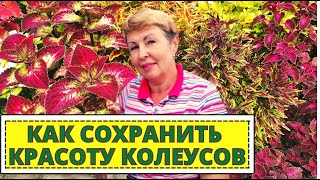 КОЛЕУС как сохранить красивые цветы на следующий год. ПРАВИЛА ЧЕРЕНКОВАНИЯ