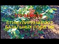 Розы. Это важно!!!Стимулируем рост базальных побегов. 🌹🌹🌹