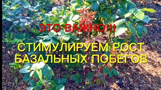 Розы. Это важно!!!Стимулируем рост базальных побегов. 🌹🌹🌹