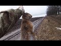 Куда обычно бежит заяц - Охота на зайца / Hare hunting