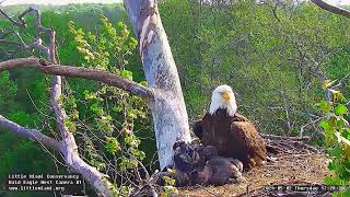 Little Miami Conservancy Bald Eagle 02.05.2024 17:21