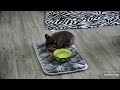 Big dinner! Makani rehab bobcat at Big Cat Rescue 05 30 22