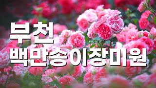 부천 백만송이장미원