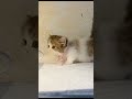 Cute Kitten Creeping ЁЯШ ЁЯТЧЁЯТЭЁЯТЦ Cute Kitten Creeping ЁЯШ ЁЯТЧЁЯТЭЁЯТЦ
