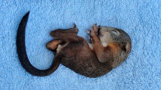 Rescue of Orphaned Baby Squirrels #squirrel  #squirrelrescue #squirrelbaby