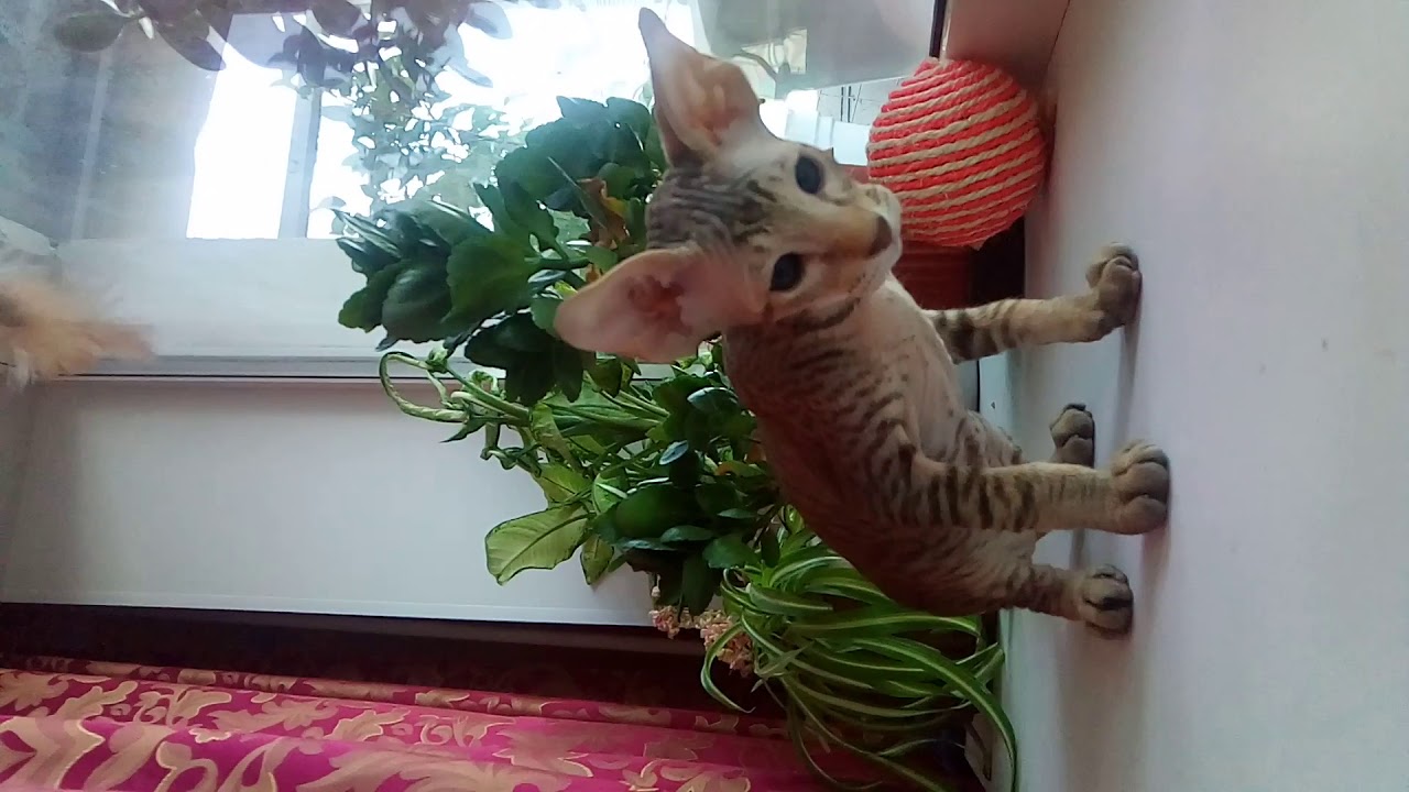 Петерболд - YouTube