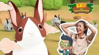 It's the Year of the Rabbit!  | Rabbit Island | Leo the Wildlife Ranger | #compilation