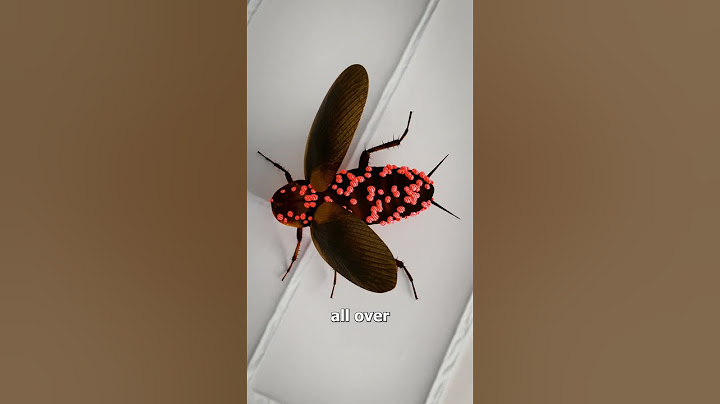 How Cockroaches Live Without Their Head 😯