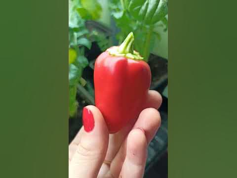 Перец для открытого грунта живет дома #shorts - YouTube