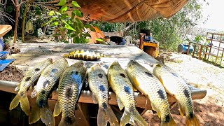 Acampamento com Pescaria de Piau, já Chegamos pro Almoço na beira do rio!