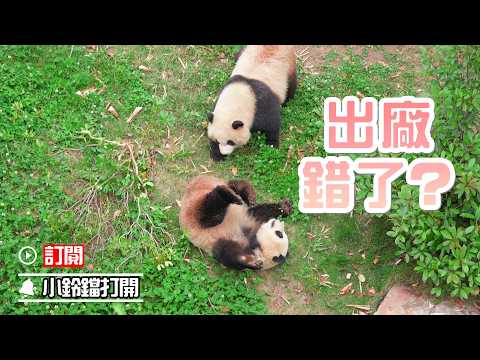 《熊貓早晚安》表面是熊貓，內核是小牛 | iPanda熊貓頻道