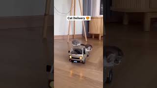 Gatinhos delivery #gatosfofos #gatostiktok #short #cat #seinscrevanocanal
