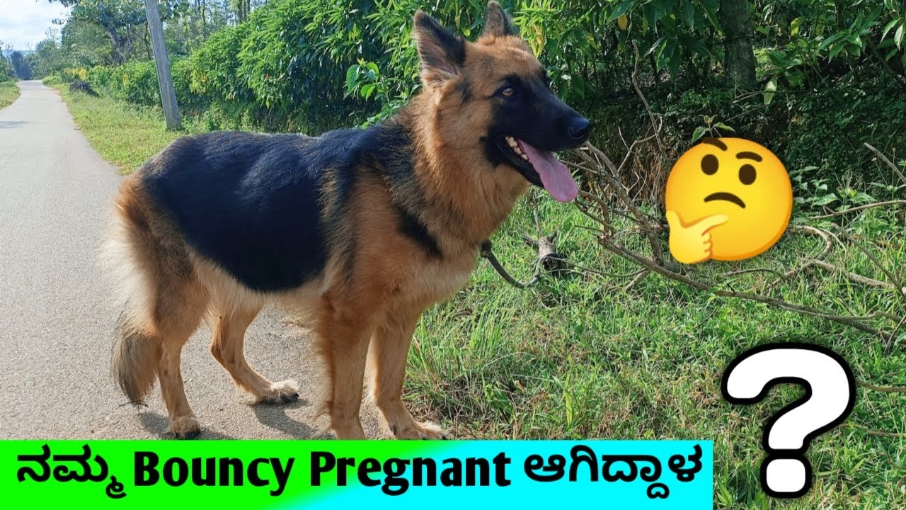 german-shepherd-bouncy-pregnant-bouncy-update-german
