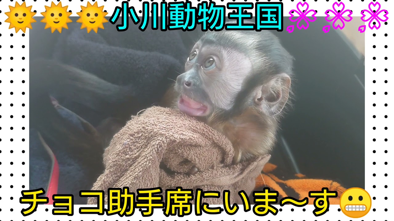 フサオマキザルのチョコ 車を結構気に入ってくれたみたい はしゃいででテンション上がってます ペット ドライブ 動物 霊長類 おさる Youtube
