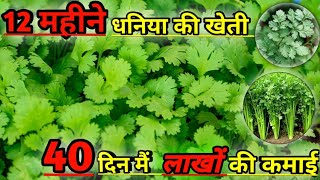 Coriander Farming | Dhaniya ki kheti | How to Grow Coriander Step-By-Step Guide #patidarkhetibaadi by Patidar Kheti Baadi 498 views 1 year ago 7 minutes, 26 seconds