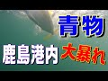 【爆釣!鹿島港内は絶好調!】鹿島港魚釣園の左側にある「ブイ」が激熱!