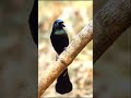 Burung Tangkar centrong (Crypsirina temia)