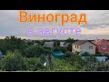 Виноград в августе