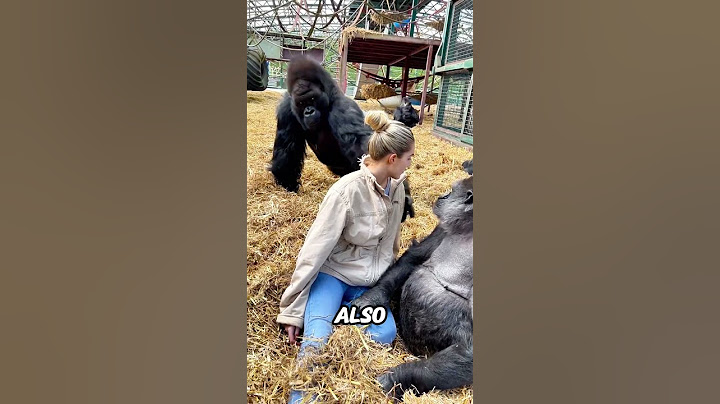 First Woman to Connect with a Silverback Gorilla! 🦍💖#shorts