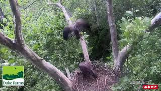 Precious Moments With Cookie & Snickers❤️ - Duke Farms Eagles (6/3)