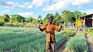 Download lagu BIBIT MULAI TINGGI! PAK SUDIWANI SIAP BERKEBUN CABE SELAIN DAUN BAWANG LAHAN BEKAS RAWA KALIMANTAN