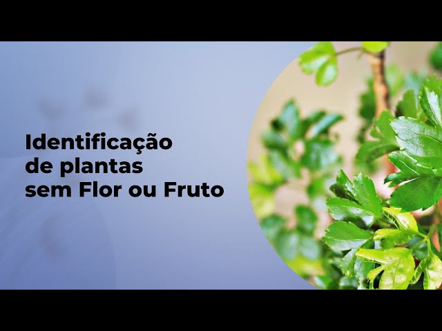 CARACTERES MORFOLÓGICOS PARA IDENTIFICAR PLANTAS SEM FLOR OU FRUTO - thptnganamst.edu.vn