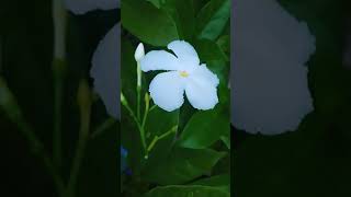 How to grow Moonbeam flower/grow crape jasmine flower/Moonbeam flower plant