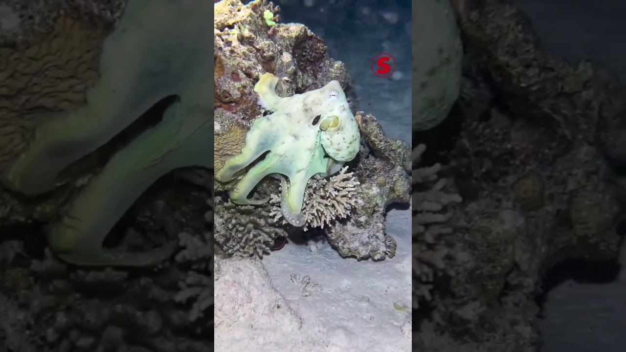A camuflagem dos polvos  #superinteressante  #curiosidades #animals #animais  #naturezasurpreendente