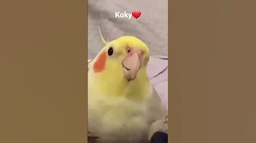 طائر الكوكتيل يغني كوكي يا كوكي Shorts Cockatiel Birds 