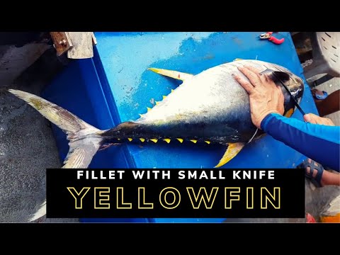 Yellowfin Tuna Fillet and Sashimi! - YouTube