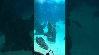 Exploring Oceanário de Lisboa | Portugal’s Amazing Aquarium Adventure