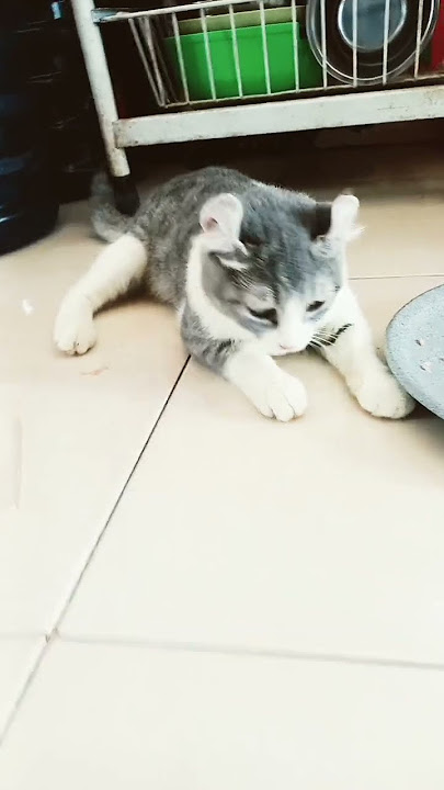 cats skosd sooss slsobwwnkw