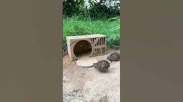 Best Creative Bird Trap Technique - Quail Trap #simple bird trap #shorts