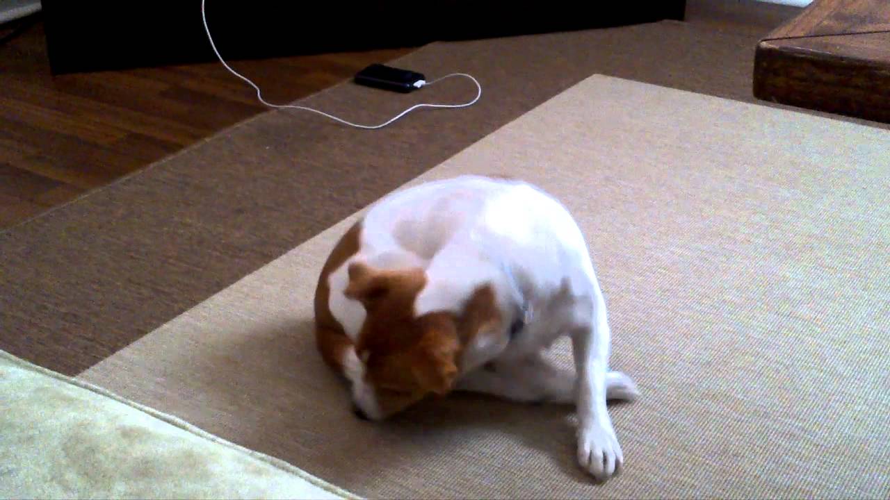 Resultado de imagen para jack russell chasing tail