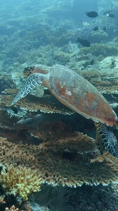 Download lagu Chilled dude @ the light house reef