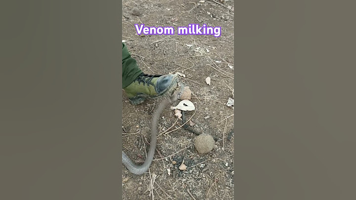 Venomous snake bite #ytshorts #wildliferescue #trending #cobra #shorts #short #shortvideo #shots