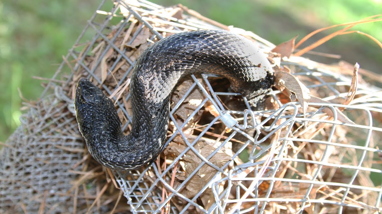 eastern hognose snake nc Eastern Hognose Snake stuck in a trap