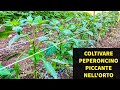 Come Coltivare Peperoncino Piccante nell' Orto
