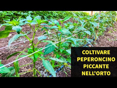 Video: Coltiviamo Peperoncini Piccanti Sul Davanzale