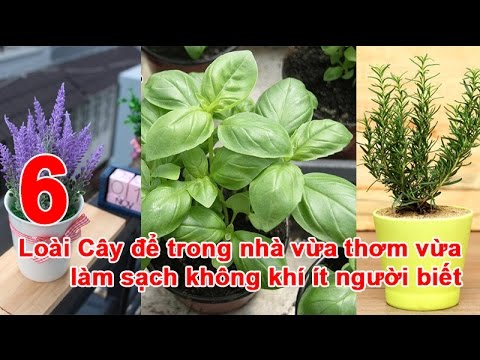 Video: ThơmThơm - Tìm hiểu Về Cách Trồng Cây Trồng Trong Nhà Để Làm Sạch Không Khí